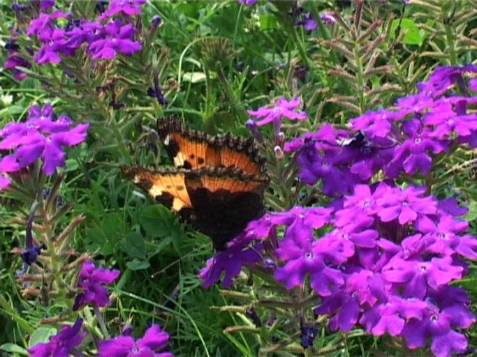 Kleiner Fuchs ( Aglais urticae ), auf Verbenen : Moers, in unserem Garten, 01.08.2003